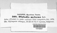 Diplodia melaena image